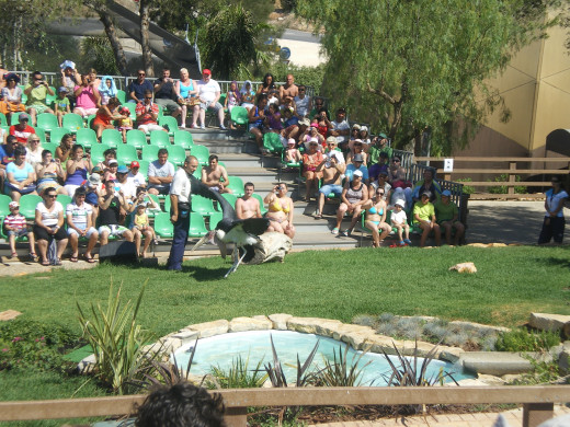 Birds of Prey Show