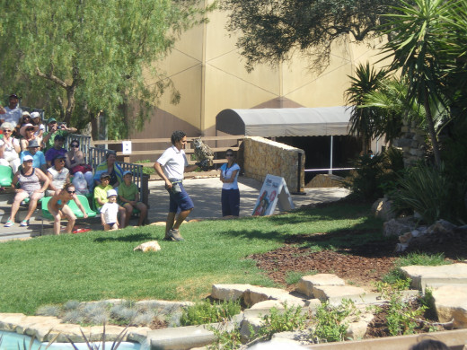 Birds of Prey Show