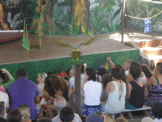 Tropical Birds Show