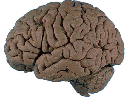 a "functioning" human brain