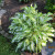 Variegated hosta Variegated hosta
