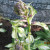 Flowers waiting to bloom Flowers waiting to bloom