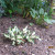 Recently transplanted hosta Recently transplanted hosta