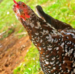 The Benefits to Raising Your Own Backyard Chickens