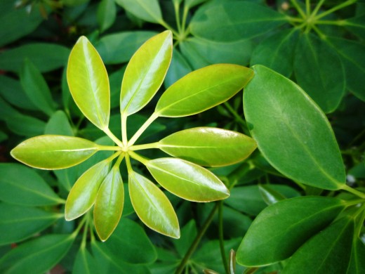 Personal photo of our schefflera leaves