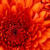 asamanthinketh profile image
