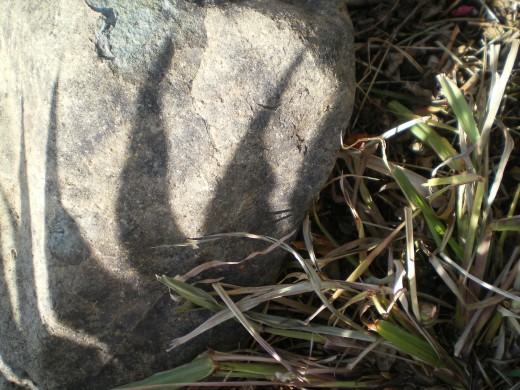 Mystery of plant origins