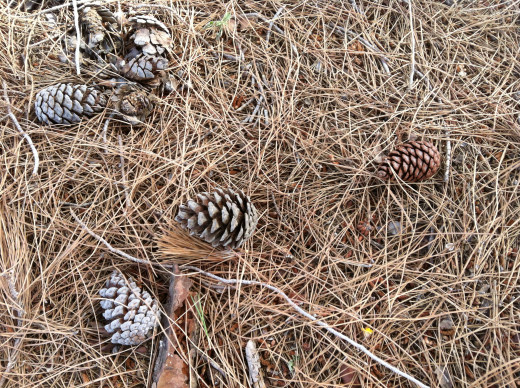 Pine cones where pinoli come from