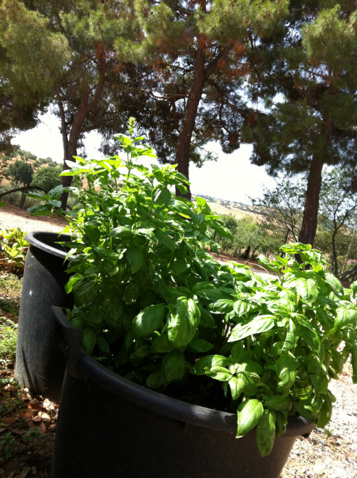 Basil Plant in Front of Pine Trees in Tuscany