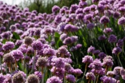 Therapeutic Values of Lavender