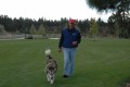 Good Ways To Exercise Your Alaskan Malamute: Tips On Walking The Dog