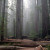 Rockefeller Forest, Humboldt Redwoods State Park
