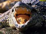 Alligators typically have seventy-eight to eighty cone shaped teeth.