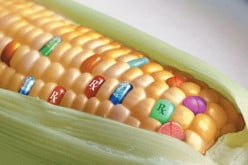 Pesticide factory in your stomach? GMO Health Effects: Why to avoid GMO Foods and BT Corn.