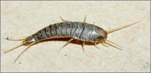 What Causes Silverfish and How can I Prevent them?