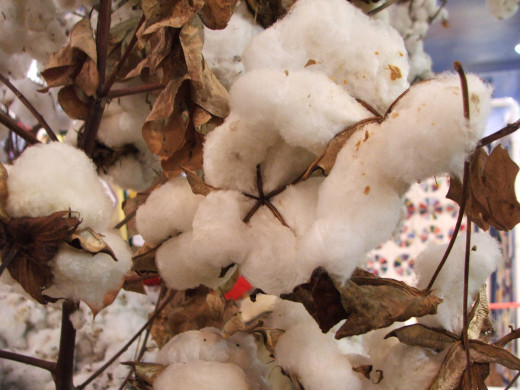 picking cotton was one of the hardest jobs in the hot and humid south