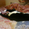pixiecat2002 profile image