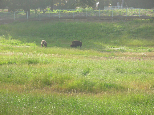 Bison live in Golden Gate Park.