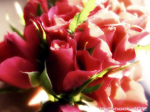 Nothing says romance like red roses.