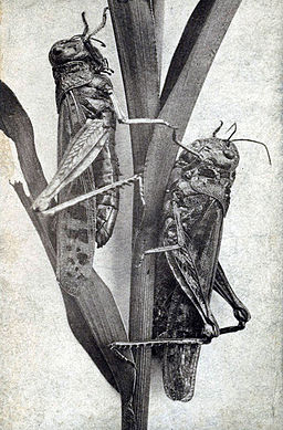 Locusts, grubs and flies were amongst the insects put on trial