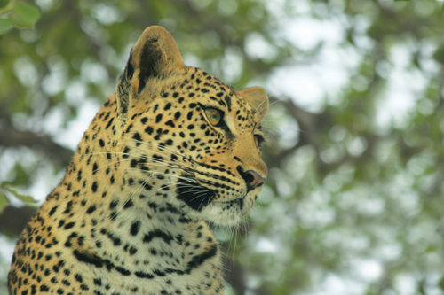 Zanzibar Leopard.