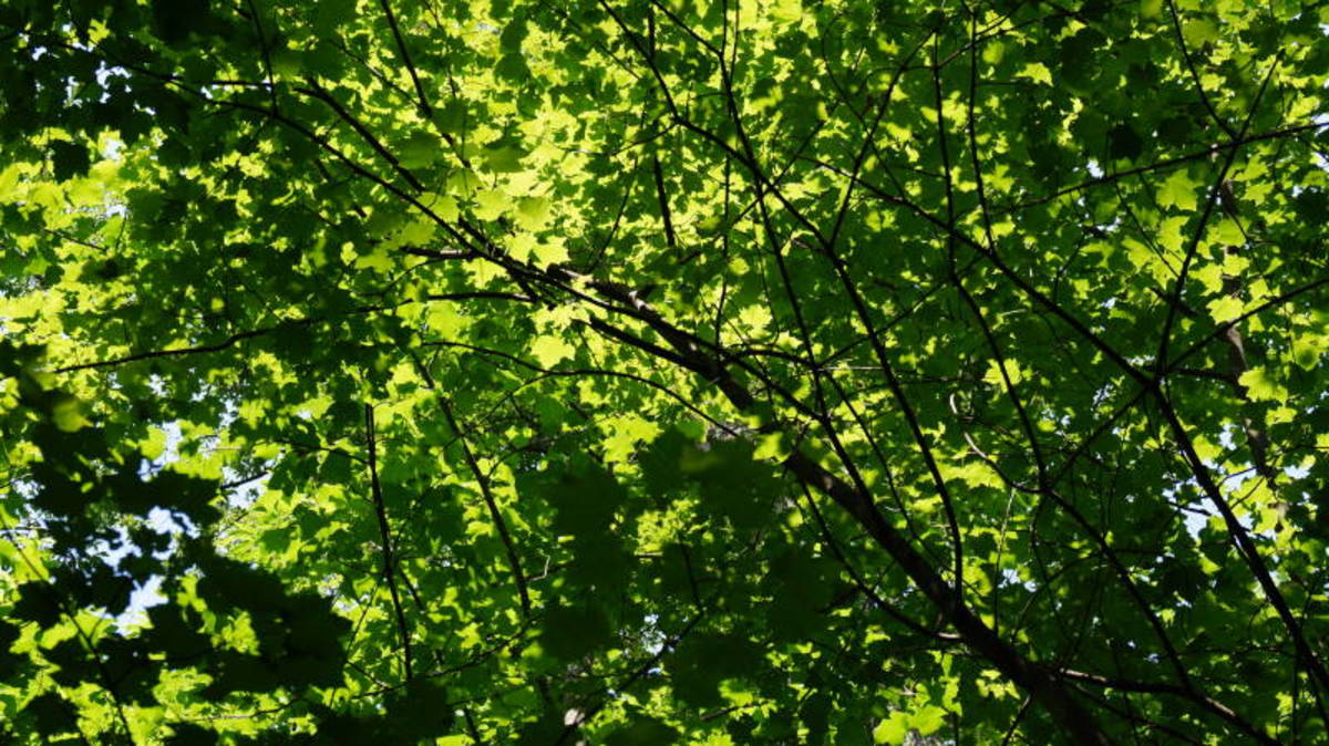 I loved the way the leaves captured the light in the forest canopy.