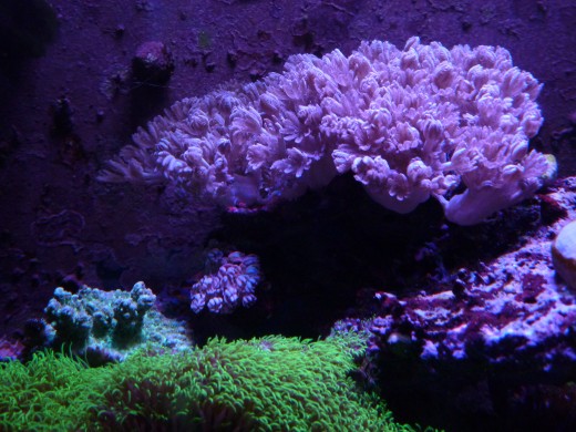 A small portion of my xenia colony