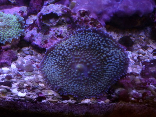 My first ricordea. You can see another in the top left.