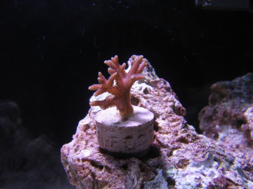 A seriatopora (bird's nest) coral. This fast-growing stony coral is available in many different colors.