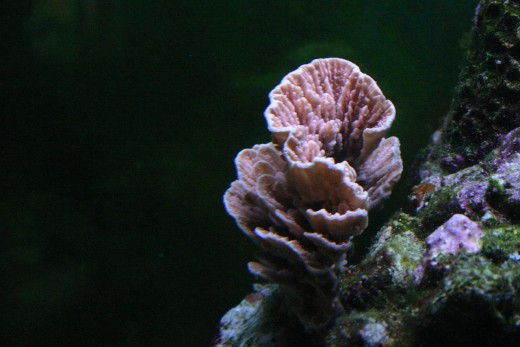 Montipora capircornis