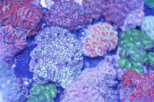 A multitude of Acanthastrea corals
