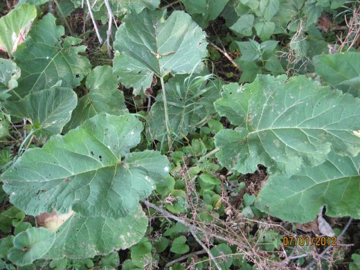 Looks very similar to rhubarb, but the color is not a glossy deep green like rhubarb. Burdock looks dusty! This plant's tap-root could be harvested in the fall for food.