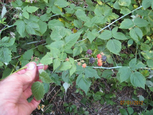 The last raspberries of the season. Raspberries stop bearing fruit just about when blackberries begin.