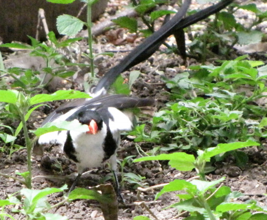 Pin-tailed Whydah