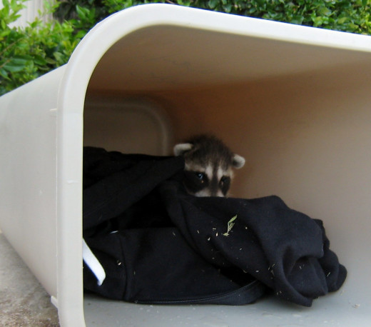 Keep the raccoon kit warm and secure and they prefer the dark.  Do not feed it cow's milk.