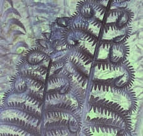 Fern # 004, 005, 008, 009, 019 - Copyright © 2012 - 2013 Pearldiver Images with all rights reserved