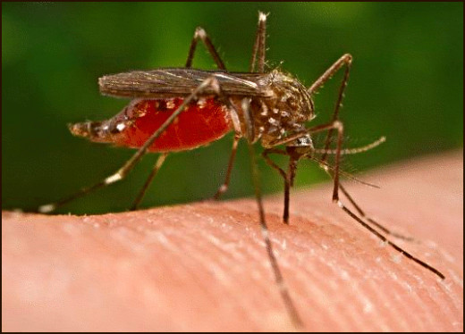 Although humans spread diseases just as easily mosquitoes usually get the blame.