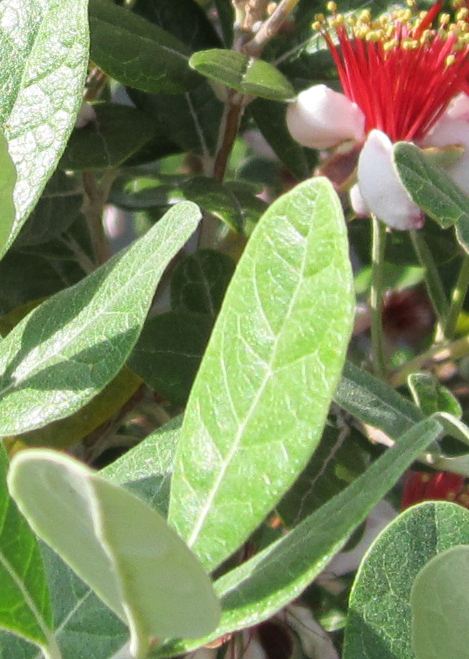 Guava Leaves