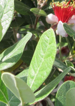 Guava Leaves:  How to Treat a Cut Without a Medical Kit
