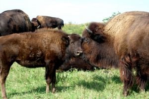 The famous Domino Farms near Plymouth maintains a herd of American Bison on the grounds.You can see them from I-75.