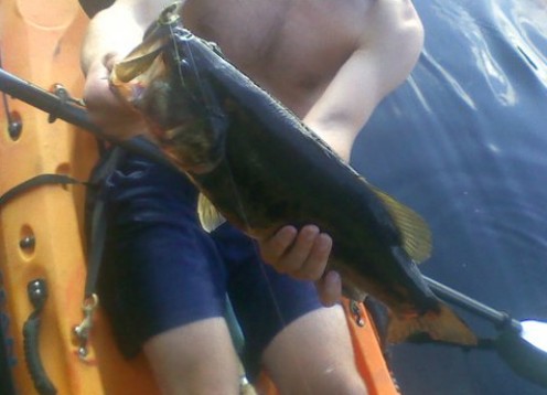 Top 5 Best Bass Lures Top 5 Best Bass Lures