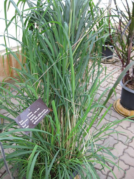 Citronella Grass (Cymbopogon nardus)