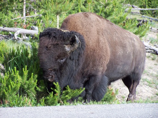 The star of our story:  Mr. Bison