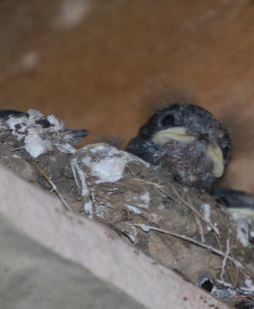 Swallow chick