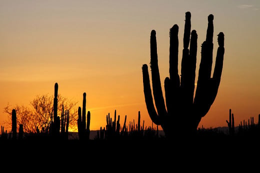 Sonoran desert sunset
