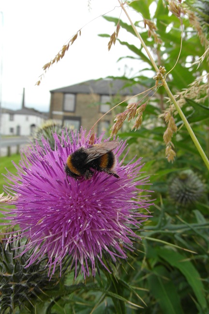 Buff tailed bumblebee on a thistle at Crowther Street, Burnley