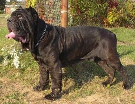 7 of the World's Weirdest Looking Dog Breeds | PetHelpful