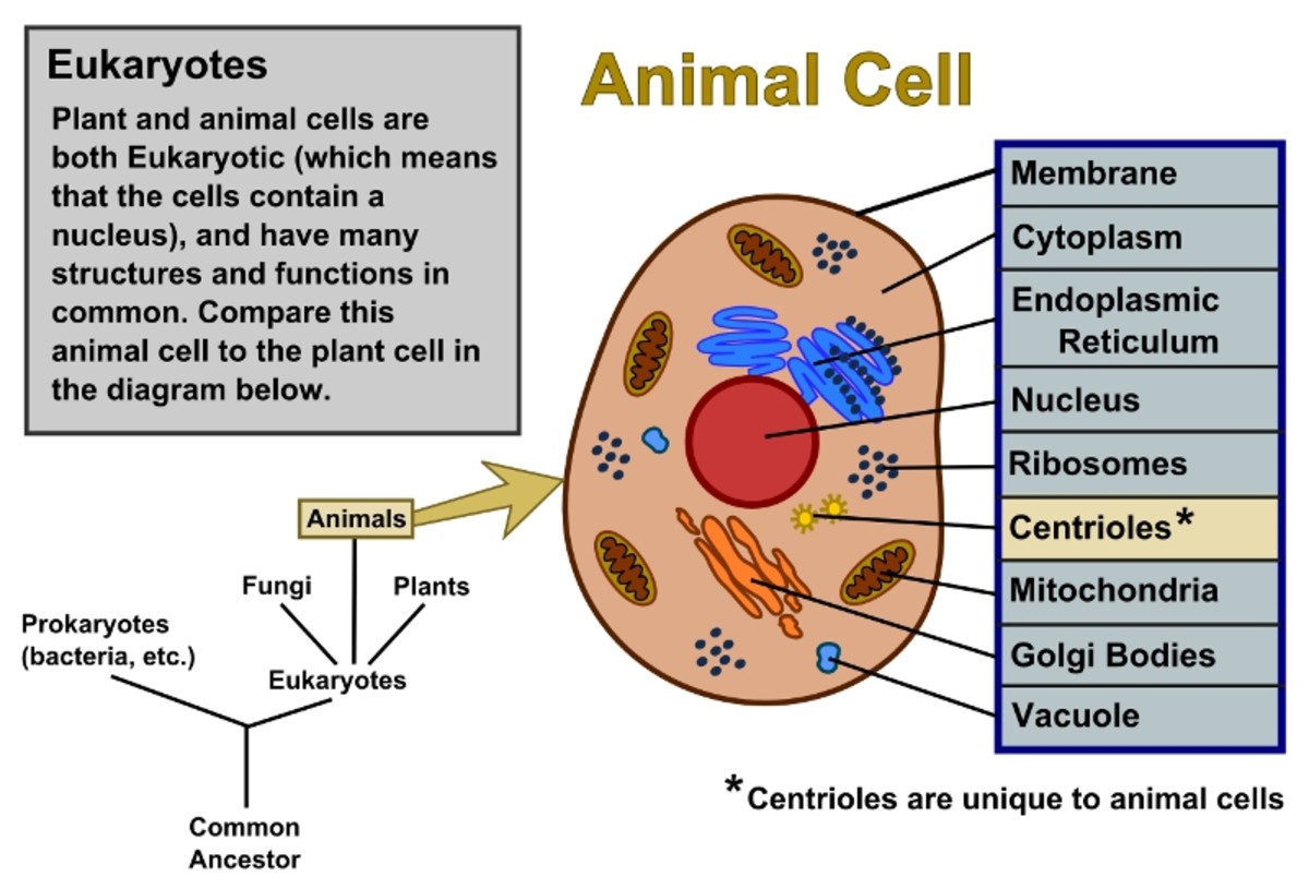 Animal Cell Organelles Functions Chart