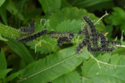Small Tortoiseshell caterpillars on nettle 
