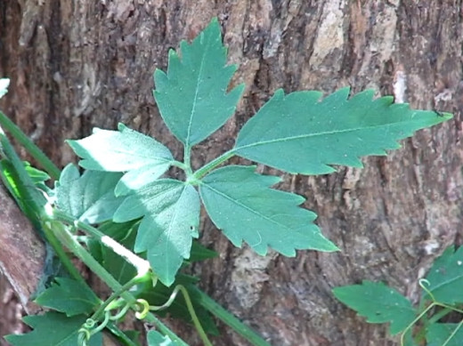 Cayratia clematidea (Slender Grape)